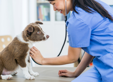 Veterinary Scrubs: What Garments Set Pet Care Apart